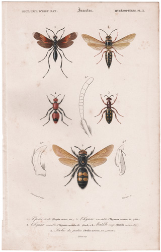 Tarantula Hawk Spider Wasp, Australian Flower Wasp, Red Velvet Ant, Garden Wasp 